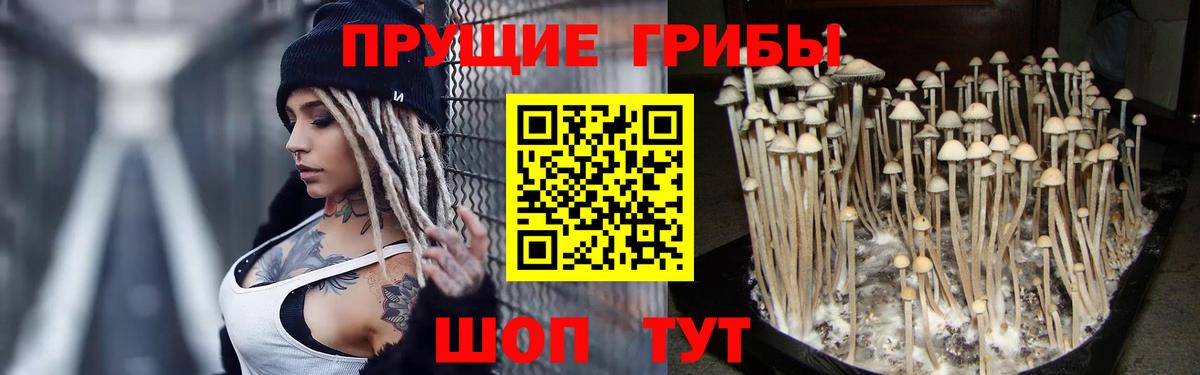 Галлюциногенные грибы GOLDEN TEACHER  Псилоцибиновые грибы MAGIC MUSHROOMS  Вход с VPN  Златоуст 